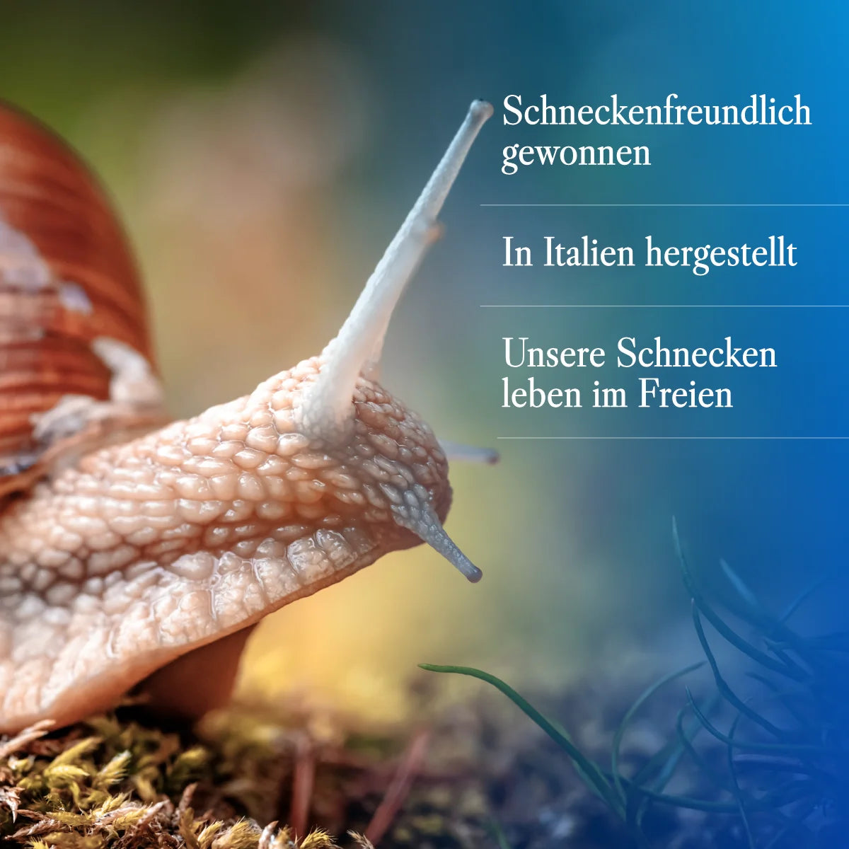 98% Schneckenschleim-Kosmetik | 50ml Snail Serum